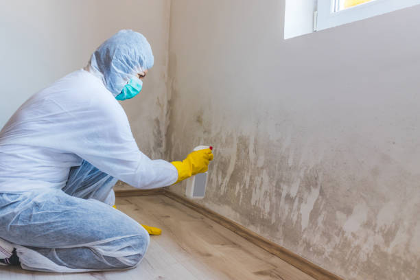 Licensed Attic Mold Removal service in Robbinsville, NJ - WQB Mold Removal