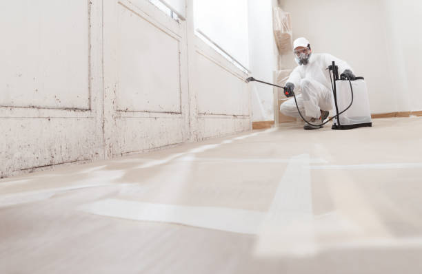 Trusted Attic Mold Removal service in Robbinsville, NJ - WQB Mold Removal