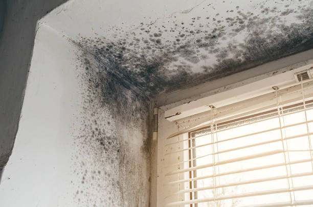 Affordable Attic Mold Removal solutions in Robbinsville, NJ
