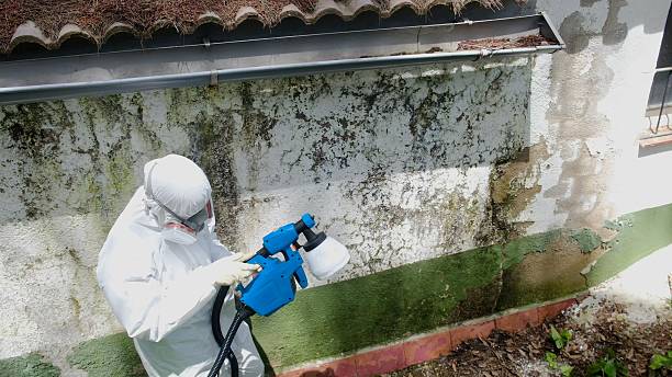 Top rated local Attic Mold Removal specialists in Robbinsville, NJ
